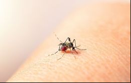 Paraguay es un país endémico para el dengue, que circula todo el año
