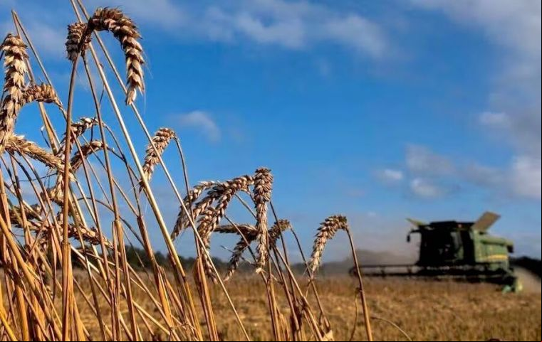 Brasil representó el 99% de los envíos de trigo de Paraguay