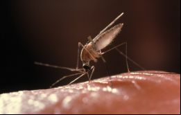 En 2018, Paraguay fue certificado por la Organización Mundial de la Salud (OMS), como país libre de transmisión autóctona de malaria